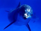 Dolphins Watch