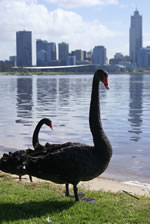 Beautiful Black Swans on the scenic Swan River